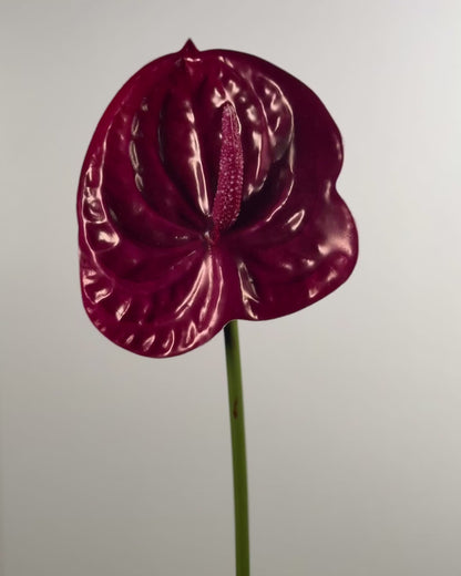 Anthurium