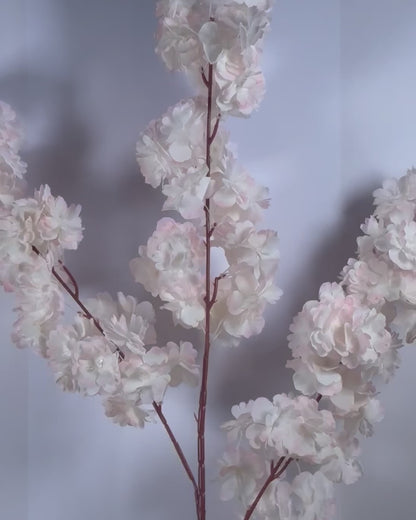 Cherry Blosson
