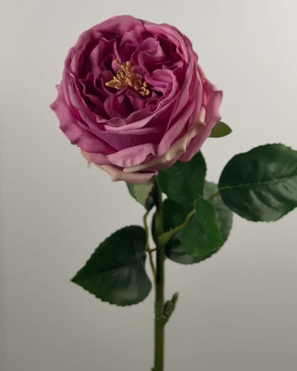 Austin Rose (Real Touch)